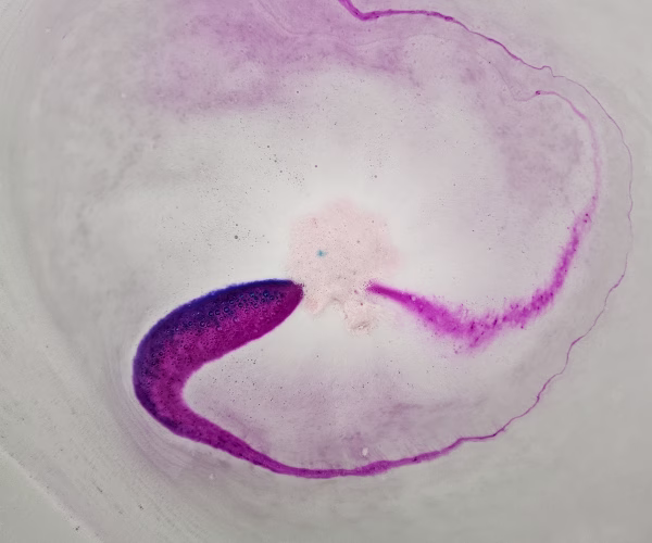 Alternative view of Cherry Blossom Bath Bomb - Hidden Colors
